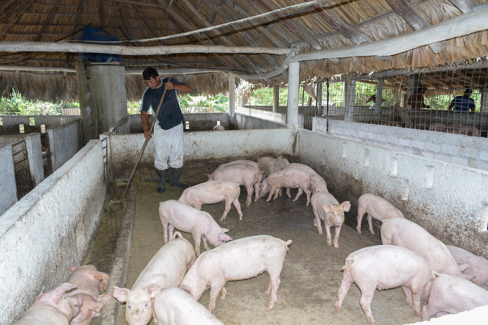 Foto: Alejandro Rodríguez Leiva/ Adelante/ Archivo Por el rescate de la producción porcina
