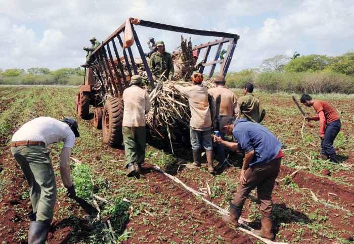 Foto: Orlando Durán Hernández/ Adelante/ Archivo Abril y Primero de Mayo productivos para agroazucareros
