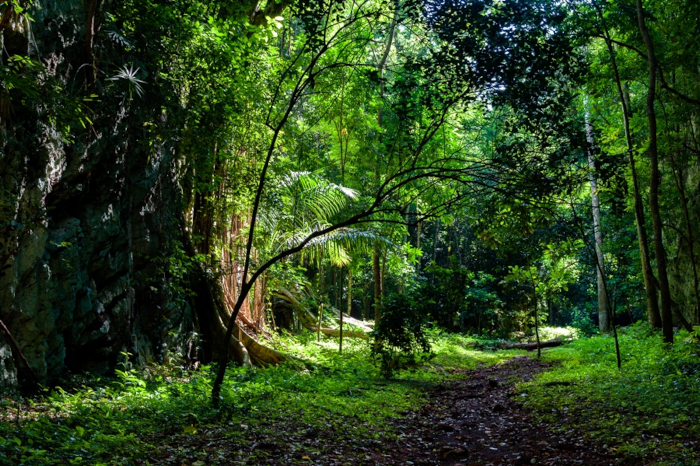 Limones-Tuabaquey Protected Area. Photo: Leandro Pérez Pérez/ Forward/ File They project a natural geopark for tourist purposes in the Sierra de Cubitas