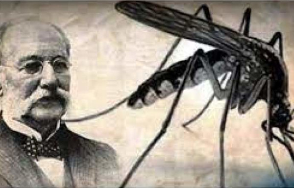 Finlay esbozó la hipótesis de que el agente transmisor debía ser un mosquito, probablemente la hembra de la especie hoy denominada Aedes aegypti. Foto: Archivo Rinden homenaje a Finlay académicos cubanos