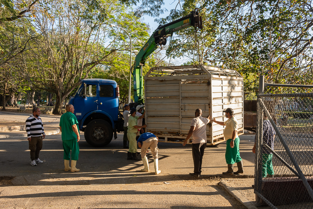 La operación la realizaron trabajadores de la Empresa Nacional de Zoológicos de Cuba.