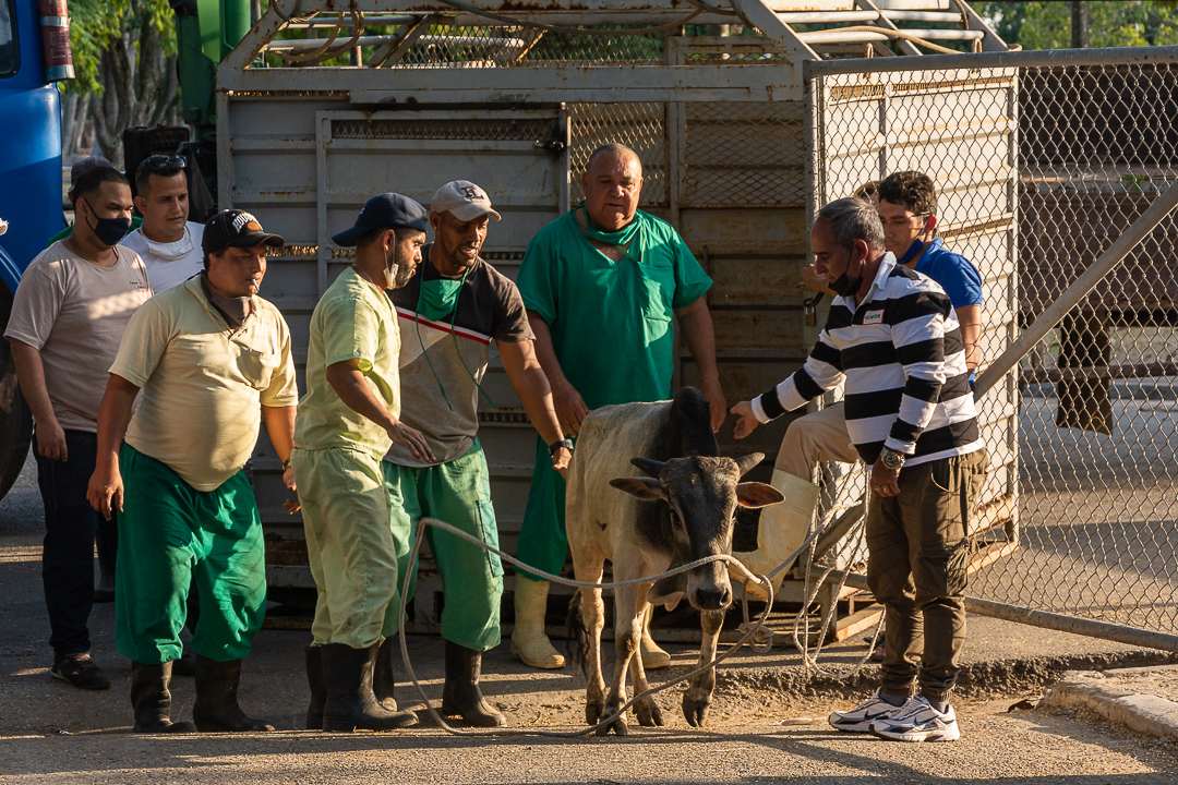 Durante la llegada de los animales a su nuevo espacio se cuida de su bienestar.