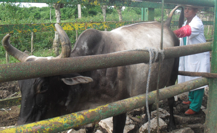 Foto: Archivo Recuperación ganadera camagüeyana puede ser en 2022