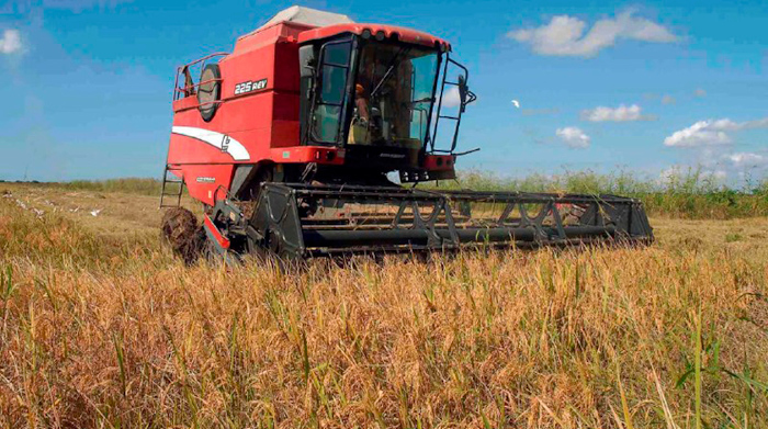 Fotos: Rodolfo Blanco Cué/ ACN El financiamiento al arroz y la ganadería vacuna son prioridades en Camagüey