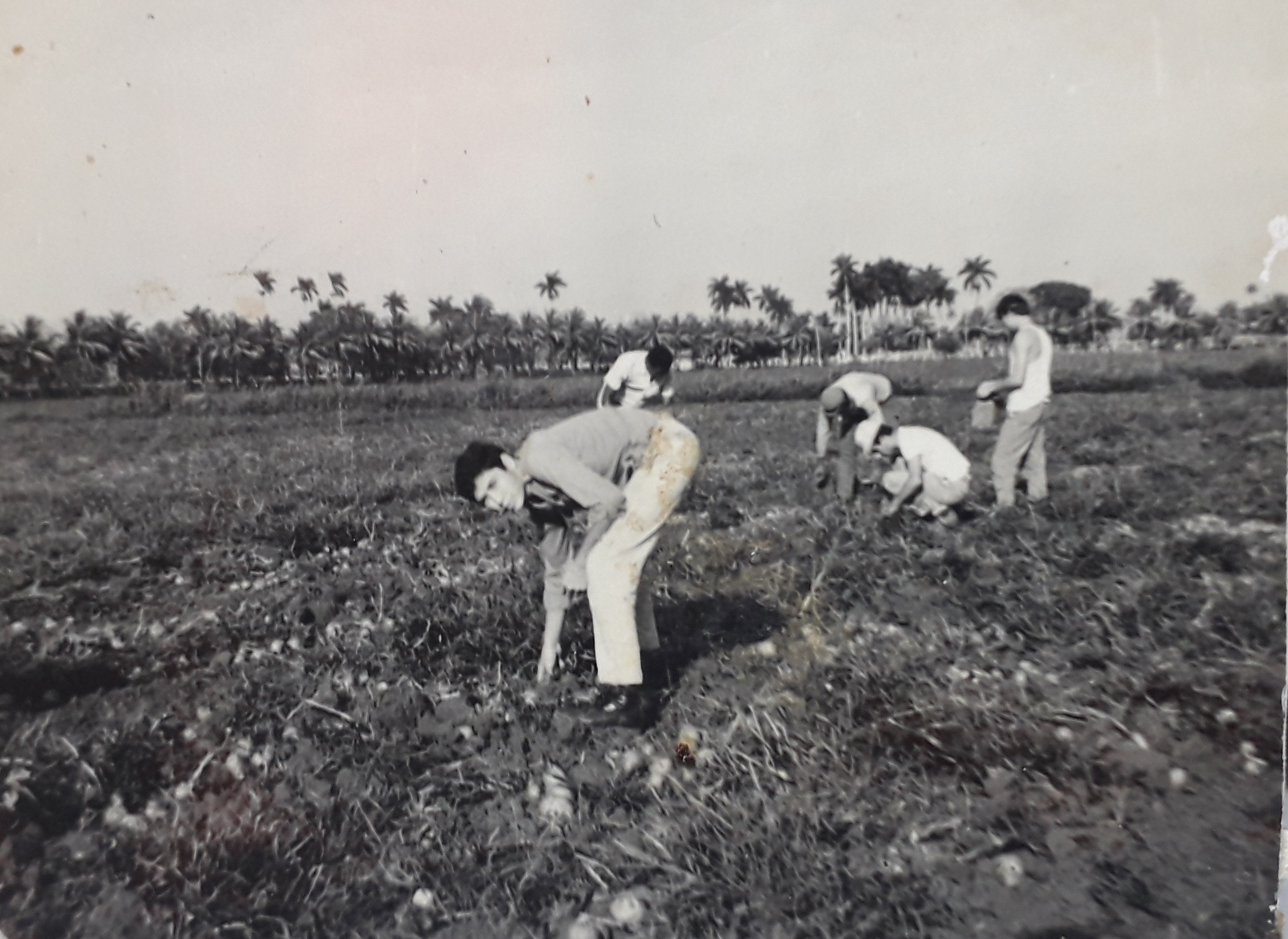 El plan de estudio en La Habana incluía el apoyo a labores productivas, en este caso, de recogida de papas.