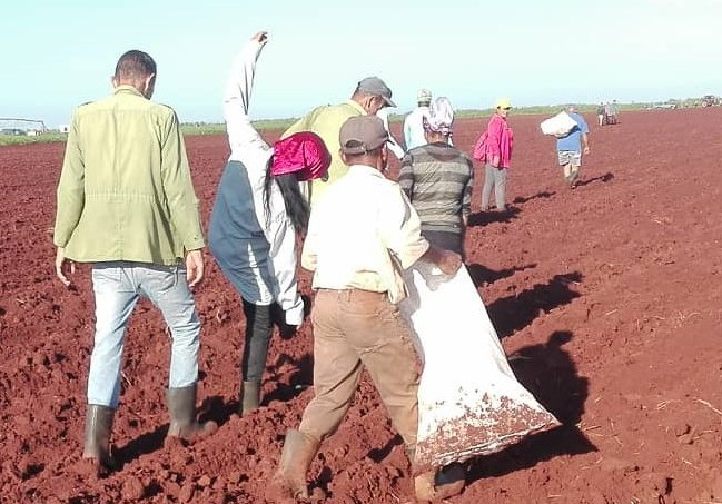 Sierra de Cubitas: Impulsan siembra de cultivos varios