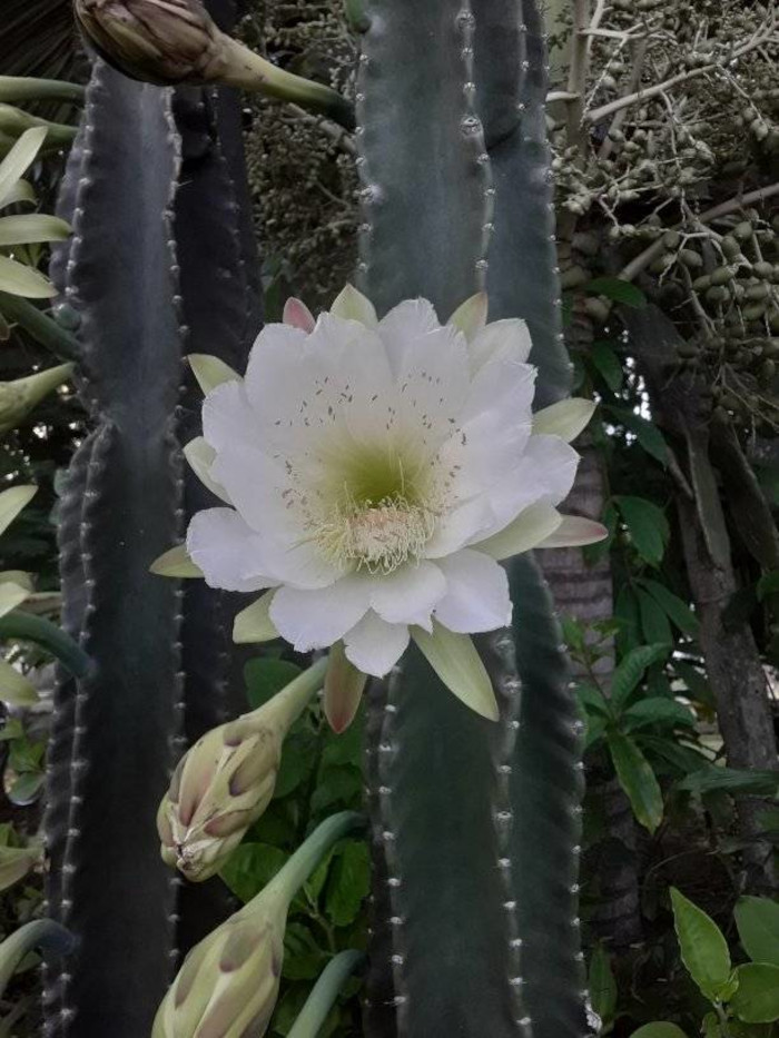 Fotos: Bárbara Valdés/ Adelante Los cactus de mi jardín