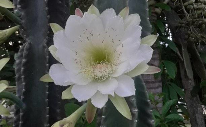 Los cactus de mi jardín