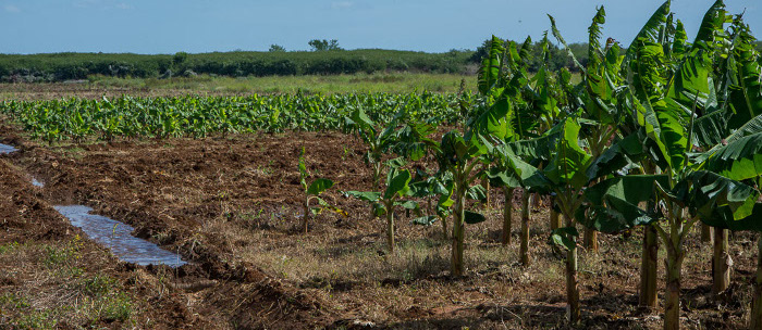 No logra la Agricultura satisfacer la demanda del pueblo