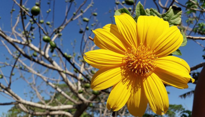 Iniciativas públicas del Jardín Botánico de Camagüey