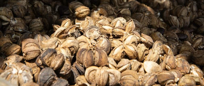 Sacha Inchi, planta rica en aceite vegetal 