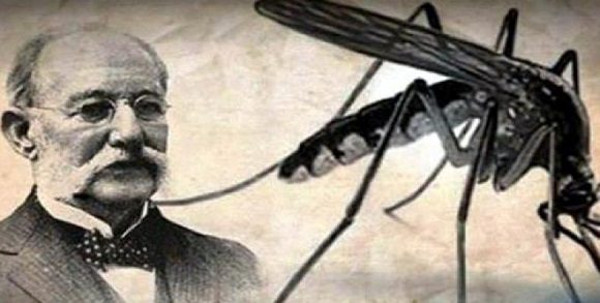 Finlay esbozó la hipótesis de que el agente transmisor debía ser un mosquito, probablemente la hembra de la especie hoy denominada Aedes aegypti. Foto: Archivo El Día de la Medicina Latinoamericana y el camagüeyano Finlay