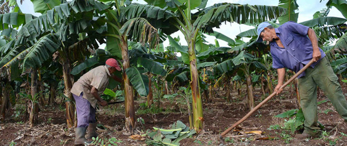 Agricultura camagüeyana por incrementar siembra de plátano y yuca 
