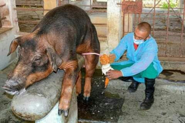 Fotos: Tomadas de cadena-agramonte.cu REPROMAS: Inseminación artificial en la cría de cerdos