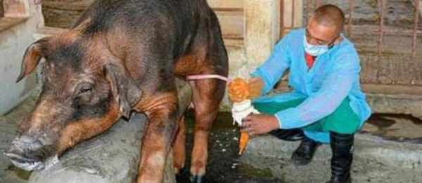 REPROMAS: Inseminación artificial en la cría de cerdos 
