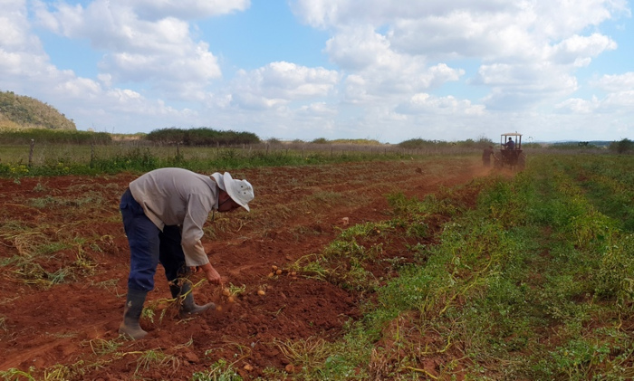 Foto: Tomada de acn.cu Camagüey entre las provincias que cultivan papa ecológica