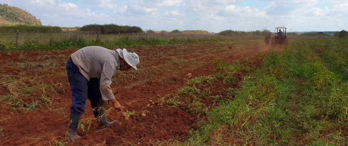 Camagüey entre las provincias que cultivan papa ecológica 