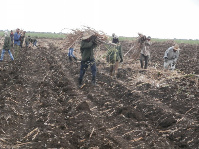 Con una fuerte tradición agro-azucarera, el municipio tiene el reto de multiplicar la siembra de caña y otras labores que aseguren el desarrollo de la industria. Foto: Archivo Por la reanimación socioeconómica en el municipio Carlos Manuel de Céspedes