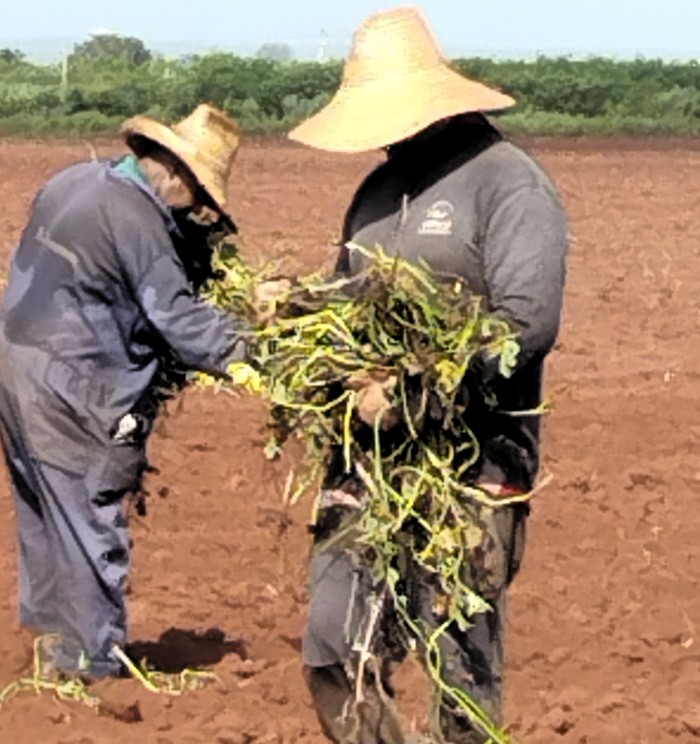 Fotos: del autor Multiplicar los “partos” productivos