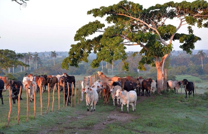 Foto: Rodolfo Blanco Cué/ ACN Acciones de manejo sostenible en tierras camagüeyanas