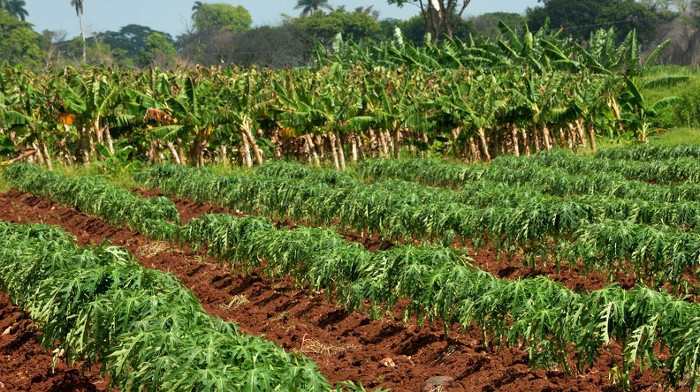 Foto: Archivo Estrategias por recuperar agricultura camagüeyana