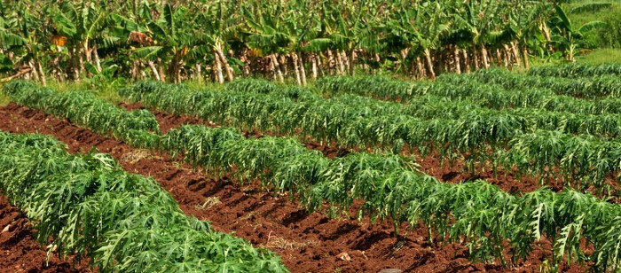 Estrategias por recuperar agricultura camagüeyana