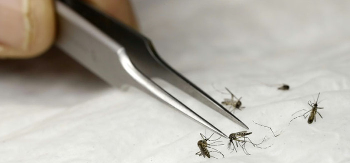 Para un mejor control de mosquitos