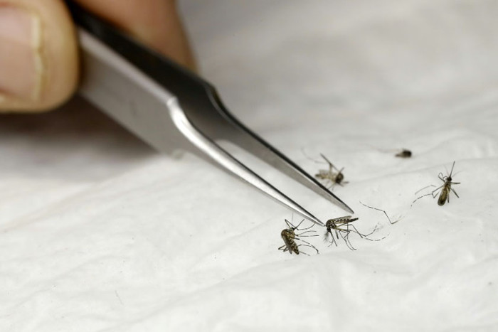 Para un mejor control de mosquitos 