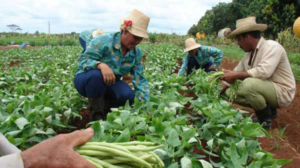 Foto: Archivo Solicitan campesinos camagüeyanos tierras en usufructo