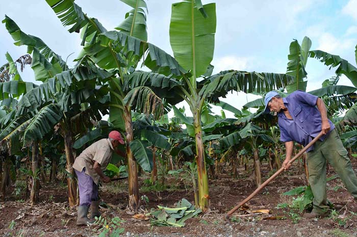 Fotos: Rodolfo Blanco Cue/ ACN Cumple Camagüey campaña de frío con siembra al 95 por ciento
