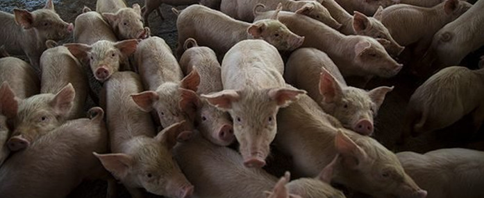 Alimentación del cerdo y sus precios desde ciencia e innovación