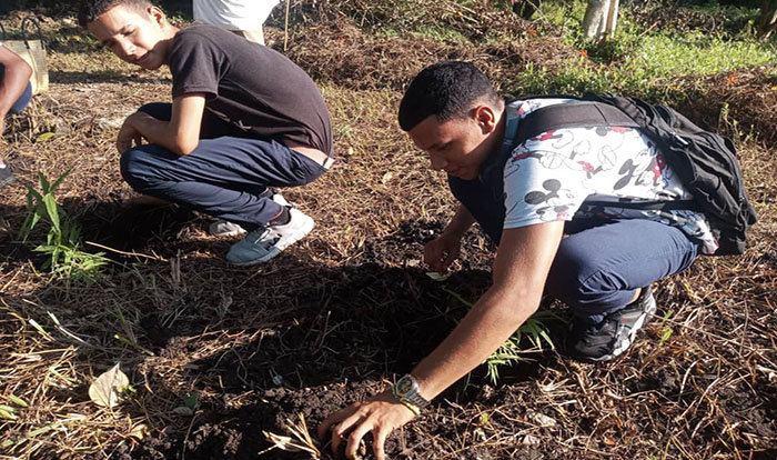Día Mundial del Bambú: Siembra de 100 ejemplares en Camagüey