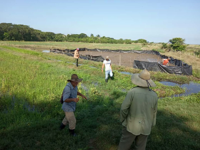 Foto: Archivo Experiencia piloto para impulsar producción de arroz en Camagüey