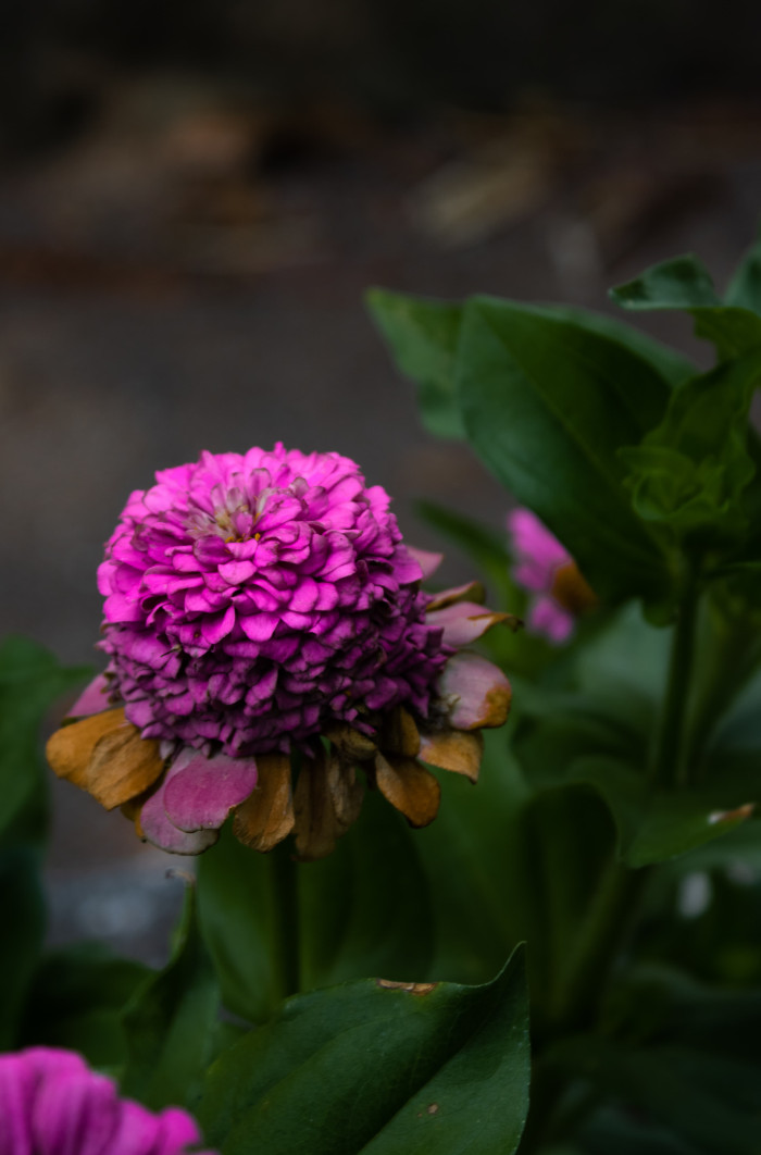 Fotos: Cortesía de Niurki Pérez Botánico de Camagüey ofrecerá ruta turística durante receso escolar