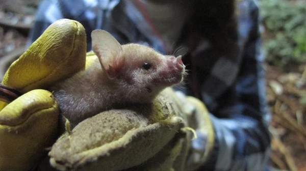 Cuba tiene la mayor diversidad de murciélagos de Las Antillas. Foto: Cortesía del proyecto Cubabat. Especies-sombrilla: murciélagos cubanos