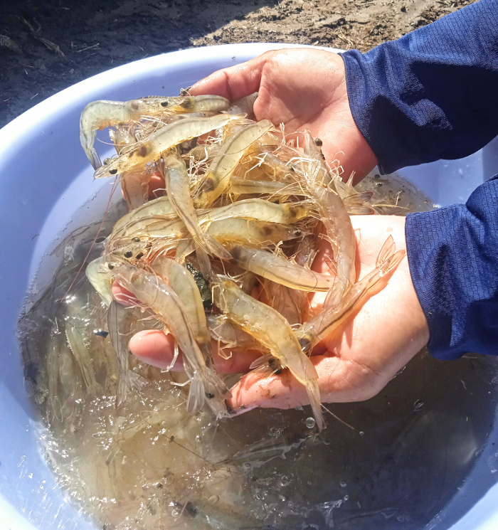 En este momento los camarones en cría tienen 6,2 gramos y miden entre 20 y 25 centímetros de longitud. Fotos: De la autora Camaronicultura santacruceña se levanta