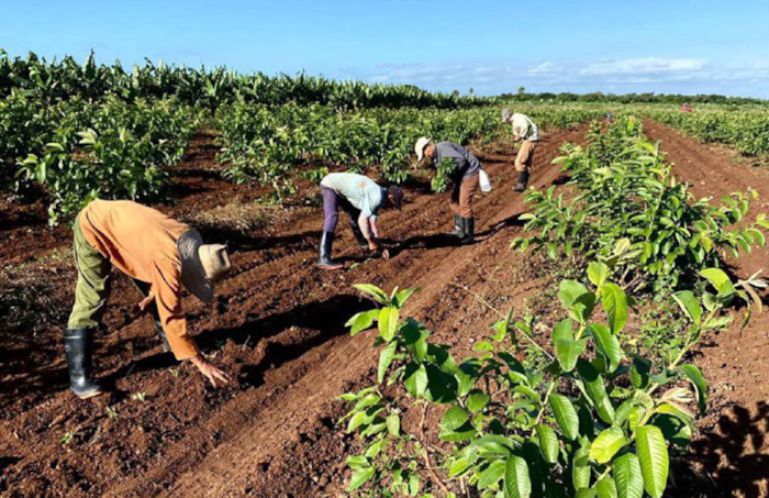 Foto: Rodolfo Blanco Cué/ ACN Polo productivo La Amelia en recuperación