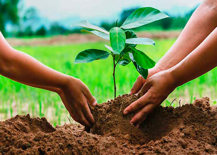 Foto: Archivo Jóvenes camagüeyanos siembran árboles citados por Martí en diario de Campaña
