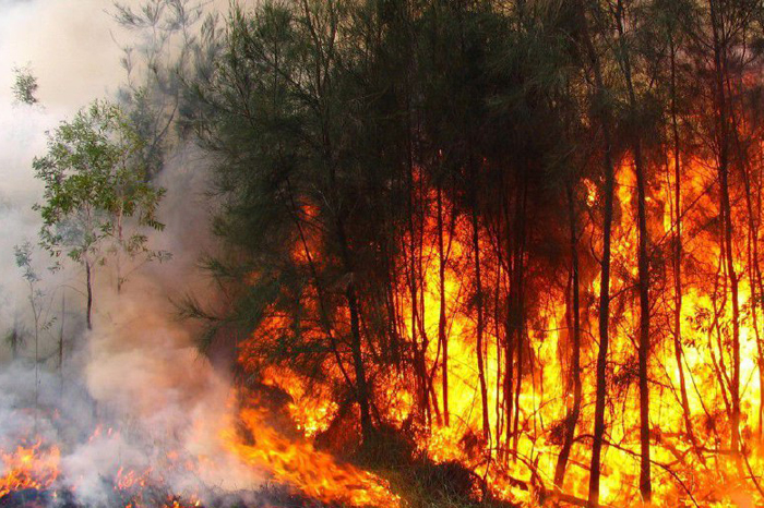 Insisten en la labor preventiva para evitar incendios forestales