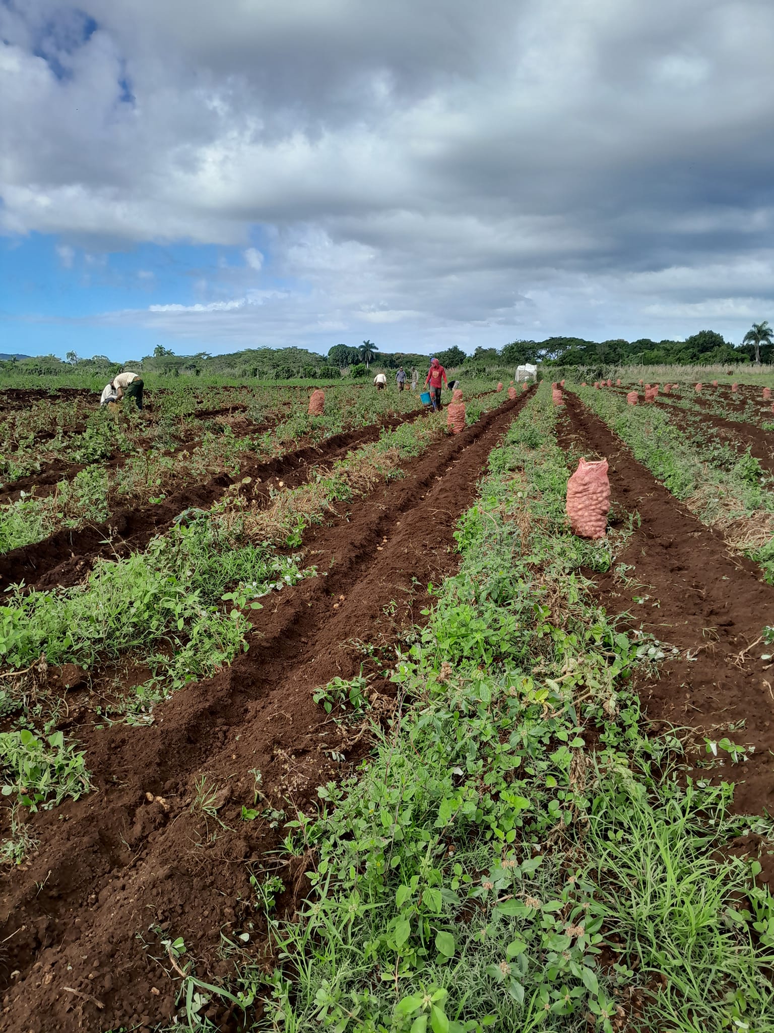 Foto: Empresa Municipal Agroindustrial Noel Fernández