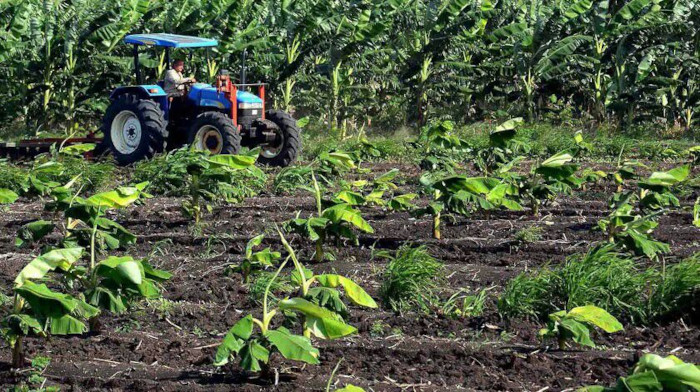 Foto: Archivo Desde el surco joven directivo camagüeyano aporta a producción de alimentos