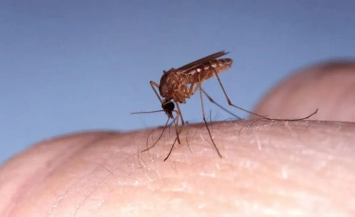 La Organización Panamericana de la Salud emitió una actualización epidemiológica sobre la presencia en las Américas de Fiebre de Oropouche, virus transmitido por vectores del género Culicidae (mosquitos) y Culicoides (jejenes), exponiéndose transmisión habitual del mismo en comunidades rurales y urbanas de Brasil, Colombia, Ecuador, Guayana Francesa, Panamá, Perú y Trinidad y Tobago. Foto: Tomada de mesaredonda.cubadebate.cu Camagüey sin casos del virus del Oropouche