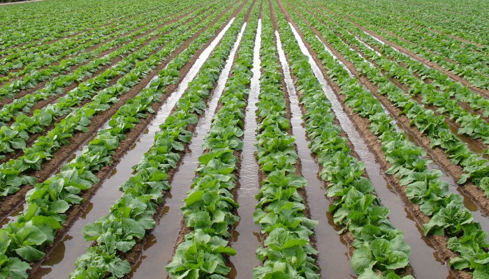 Foto: Tomada de gardeneas.com Instalarán beneficiosa tecnología en