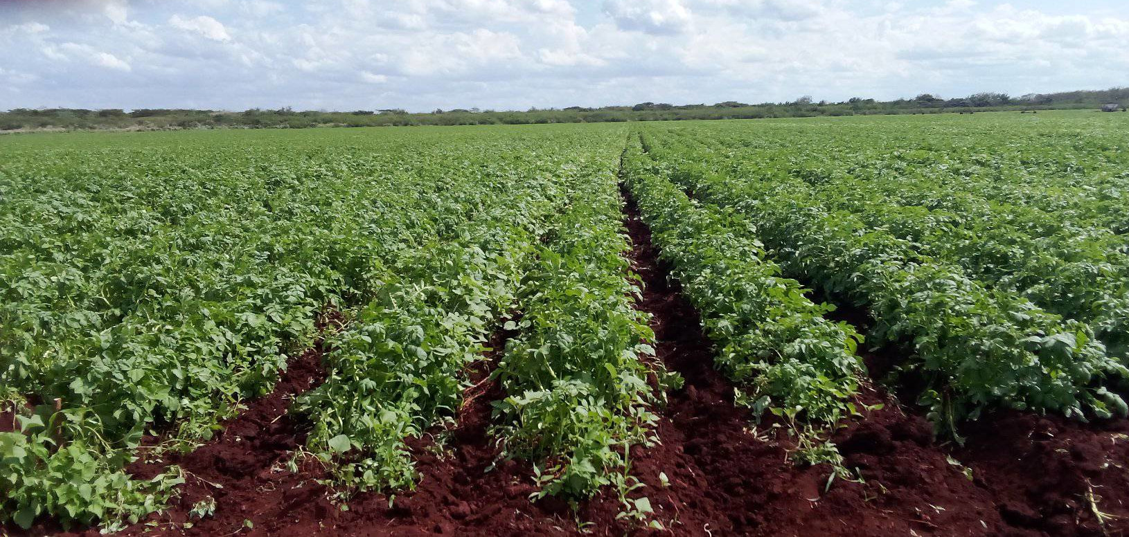 Germinan siembras de papa en Sola