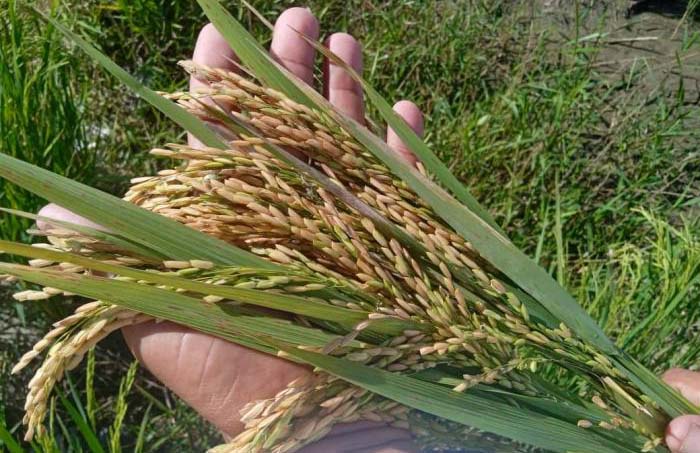 Variedad cubana de arroz Ginés LP-18 muestra alto potencial 