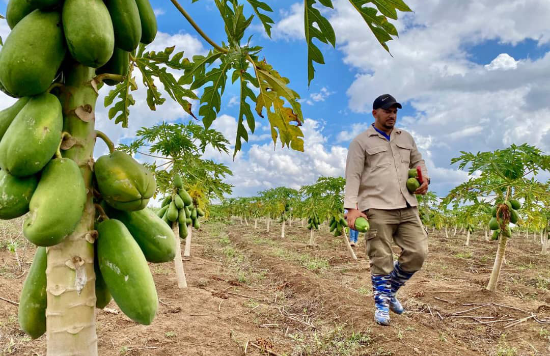Fotos: Rodolfo Blanco Cue/ ACN Agricultor camagüeyano destaca en aporte de alimentos al pueblo (+Fotos)