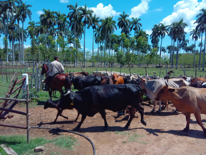 Fotos: Del autor y cortesía de la finca El ABC de una finca que se respeta
