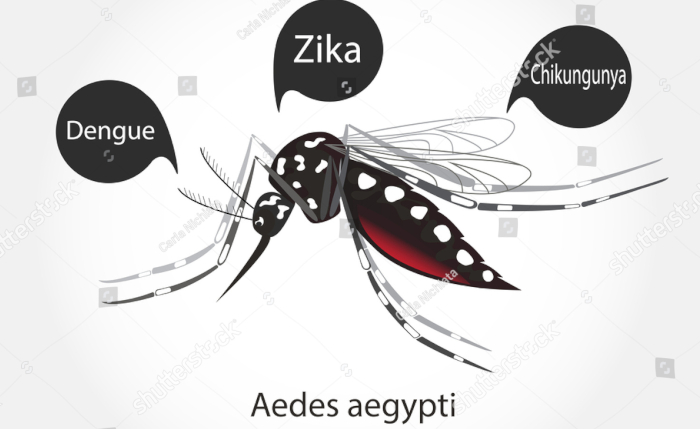 Explican evolución del chikungunya