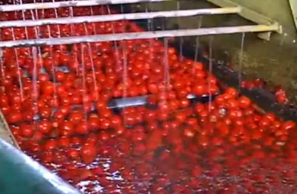  Camalote en molienda tomatera