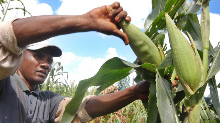 Cooperativas y productores independientes fortalecen producción de maíz en Minas